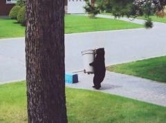 “What’s that Bear doing with our trash can?”
“Viennese Waltz, I think.”