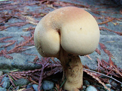 Butt on mushroom