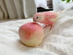 "We realised the mistake wed made when we found feathers in the fruit compote."