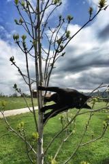 Fluffy’s witch owner was never the best of broom drivers, always ending up nose first in the ground when attempting to land.