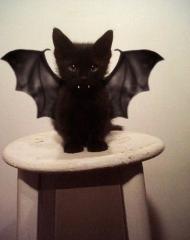 Batpuss