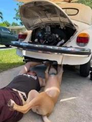 I cant understand why people are so amazed to see Great Dane car mechanics when weve had Corgi gas fitters for years.