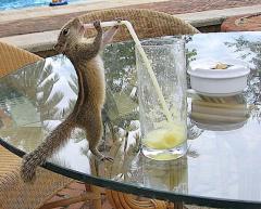 Chipmonks tend to copy human behaviour. He must have been watching the captioneers clutching at straws again.