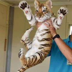 Dave had no idea how the cub had got stuck to the window, and even less idea how to remove it.