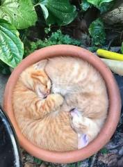 A Pail of Two Kitties