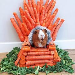 "What are we eating tonight Hammy?"  "Oh, just something Ive throne together."