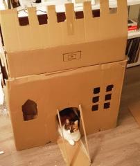 "Daddy, Is Henry enjoying the box we made?"  "He was until the neighbours cat got in through the window. Poor Henry, he was such a lovely Hamster."