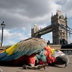 The Squawking Dead 