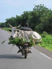 Dave later lost control of the bike and crashed through a fence into a field. Although he was badly hurt, the cow was only grazed.