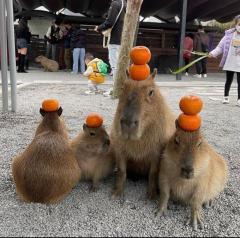 "Dad, why are we balancing oranges on our heads?"

"Because I cant play the guitar and you cant sing."