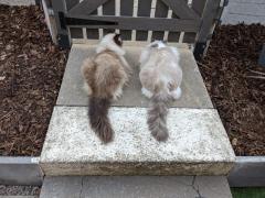 A Tail of Two Kitties