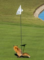 Thats the last time we Invite Basil Brush onto pro celebrity golf. 