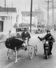 "Excuse me, sir, can you pull over. We recently had another ostrich photo and the Cat Union is complaining."