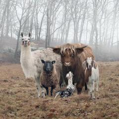 "Could you all say baa again please?"
...
"Number 2! Number 2 was the one who attacked me."