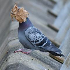 "For Christ sake Dave, cant we just have regular sex like all the other pigeons?"