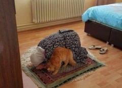 Allah cat