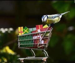 Lidl birdy