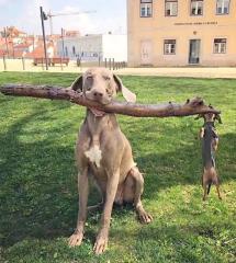 When your bark is bigger  than your bite