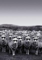 These sunglasses offer 100% Ewe V protection.