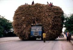 This is what happens when you let a beaver do the loading