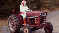 Genetically modified chickens can now grow fifty times faster. The government wishes to reassure the public they represent no threat to public safety. Please ignore any reports of farmers going missing... cluck... 