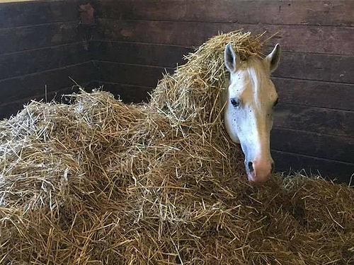 â™« A neigh in the manger ...