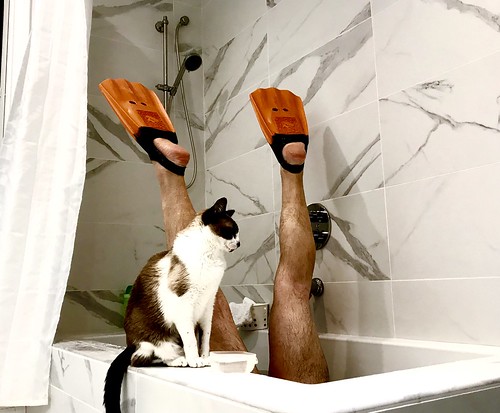 Proof that cats make shit lifeguards. 