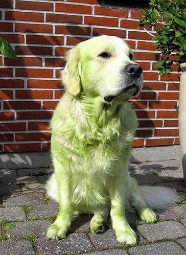 Labrador for sale: in mint condition.