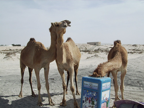 Mum, Dad bet you cant see me now as Im camelflaged