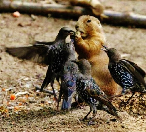 "You must be ravenous."  "No, were starlings."